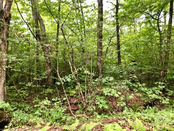 1 East Road Orange, MA 01364 - Photo 3 of 7 Gallery Image 3