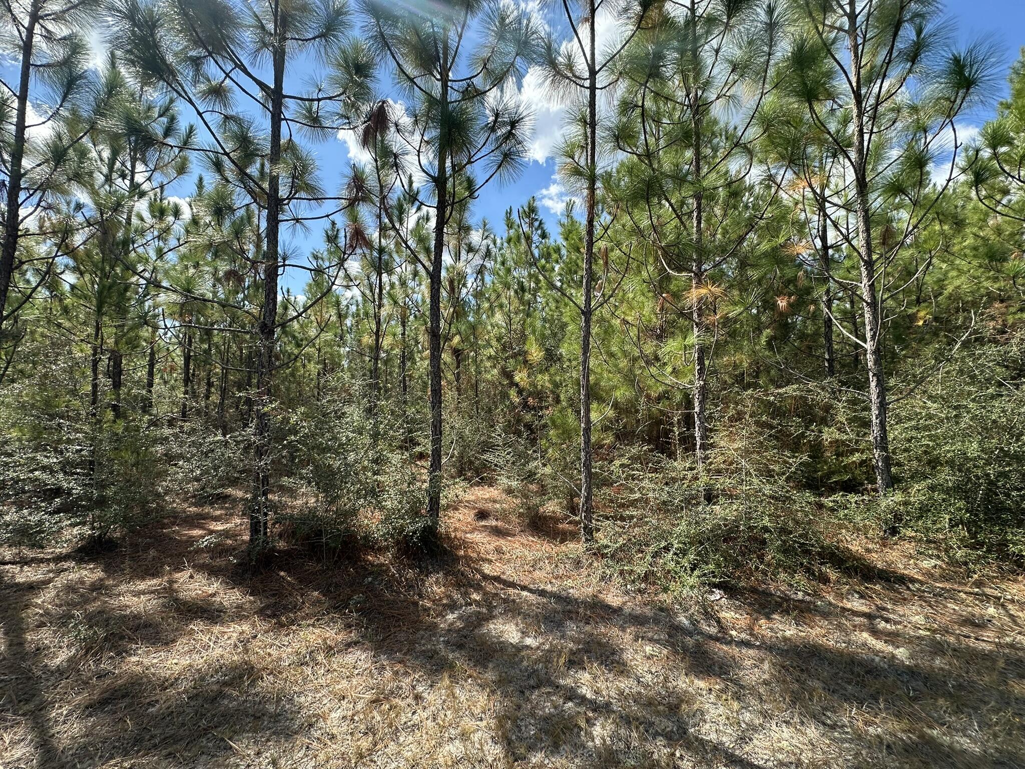 Parcel A New Ebenezer Road Laurel Hill, FL 32567 - Photo 4 of 10 a view of a forest with trees