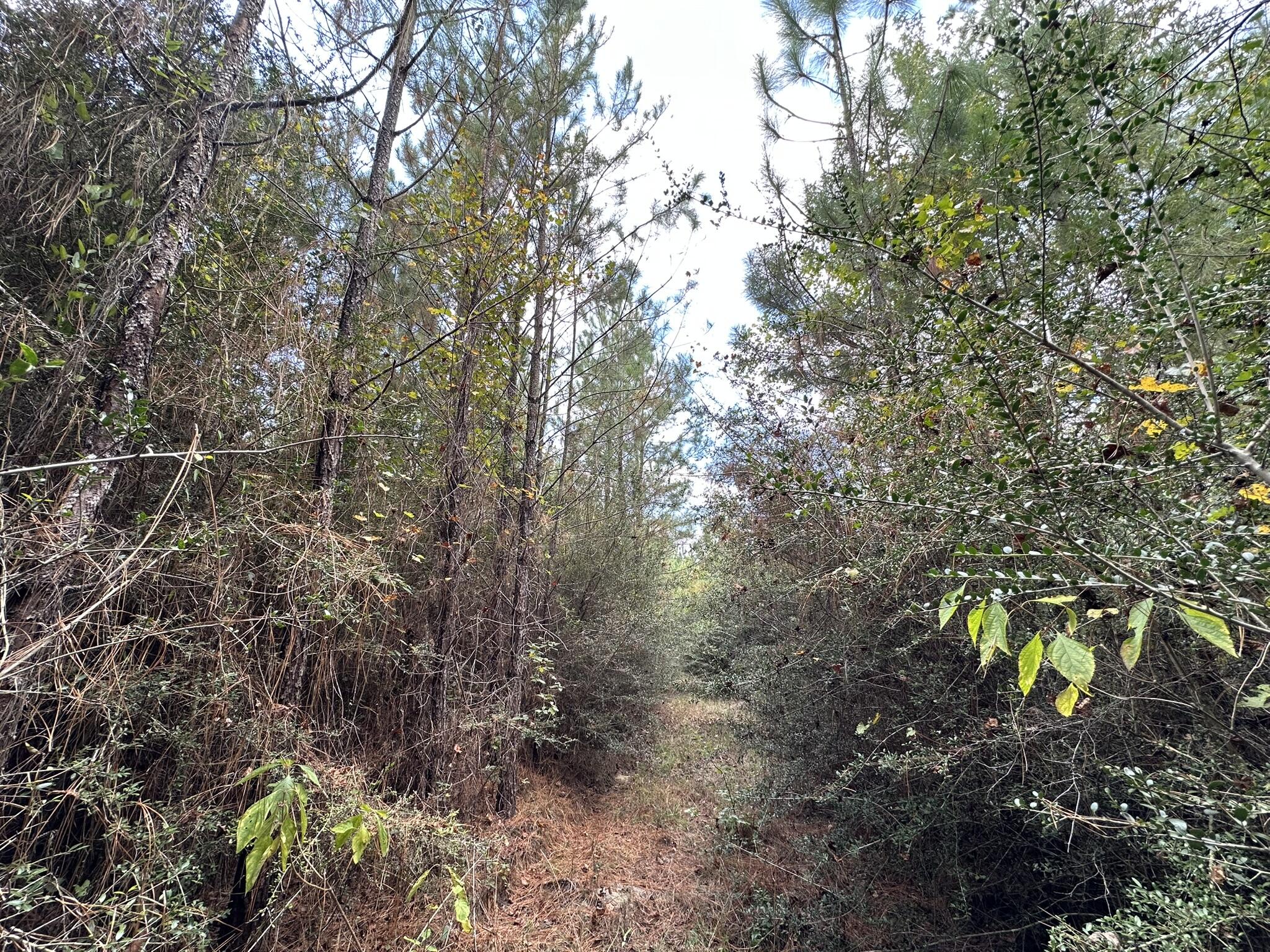 Parcel A New Ebenezer Road Laurel Hill, FL 32567 - Photo 8 of 10 a backyard of a house with lots of green space