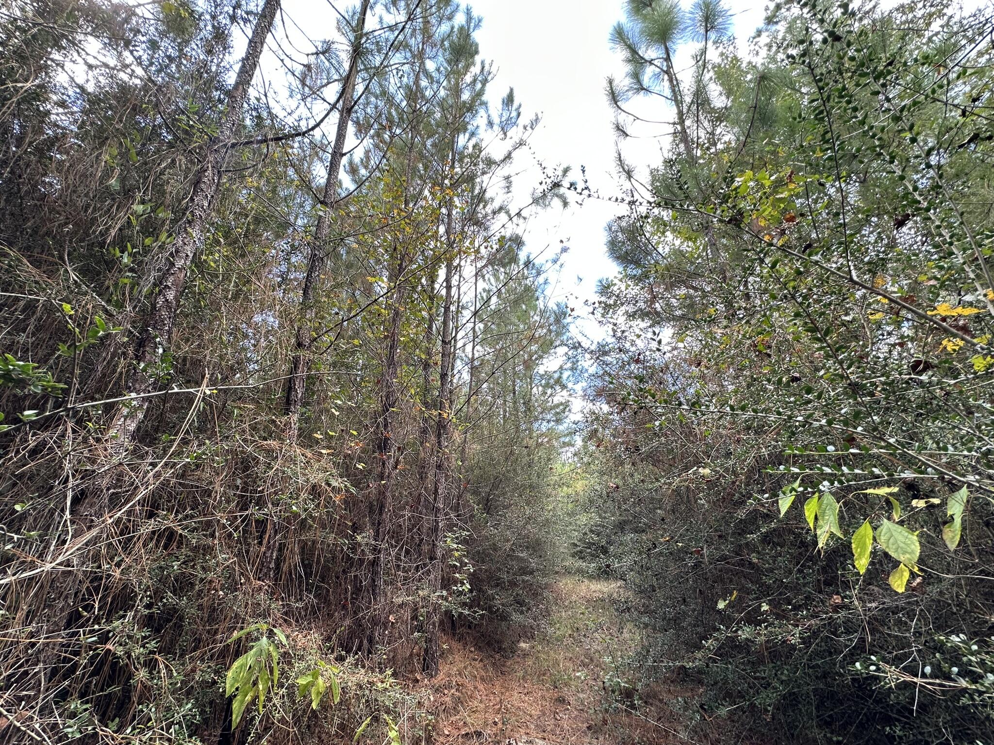 Parcel A New Ebenezer Road Laurel Hill, FL 32567 - Photo 9 of 10 a view of a tree with lots of plants