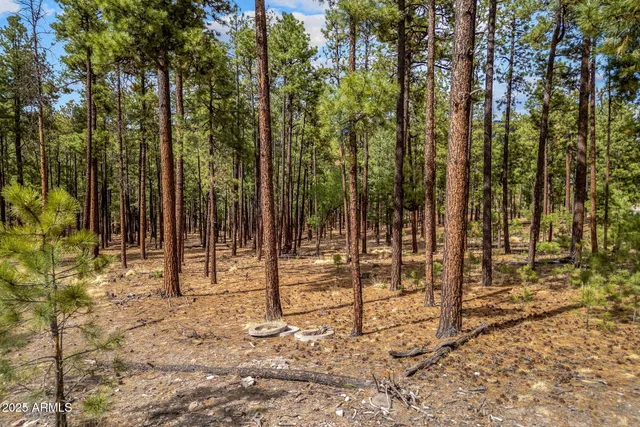 a view of a forest with a tree
