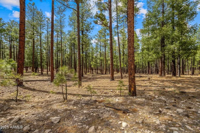 a view of a park with lots of trees