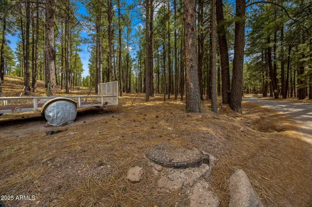 a view of a backyard with large trees
