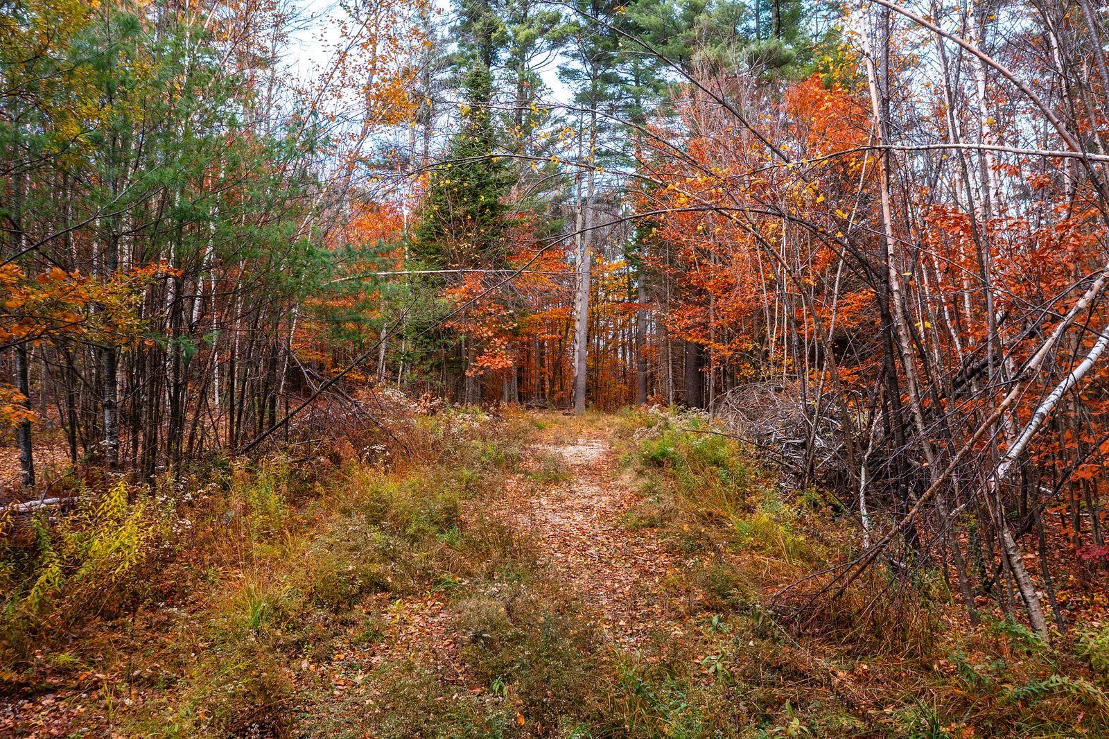 590 Howard Hill Road Londonderry, VT 05148 - Photo 2 of 21