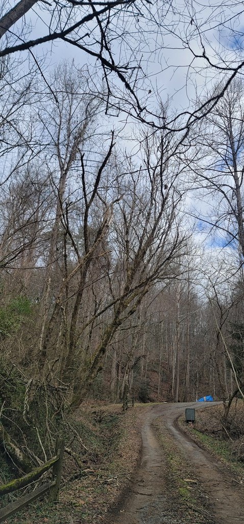 0 Newman Road Gatlinburg, TN 37738 - Photo 5 of 12