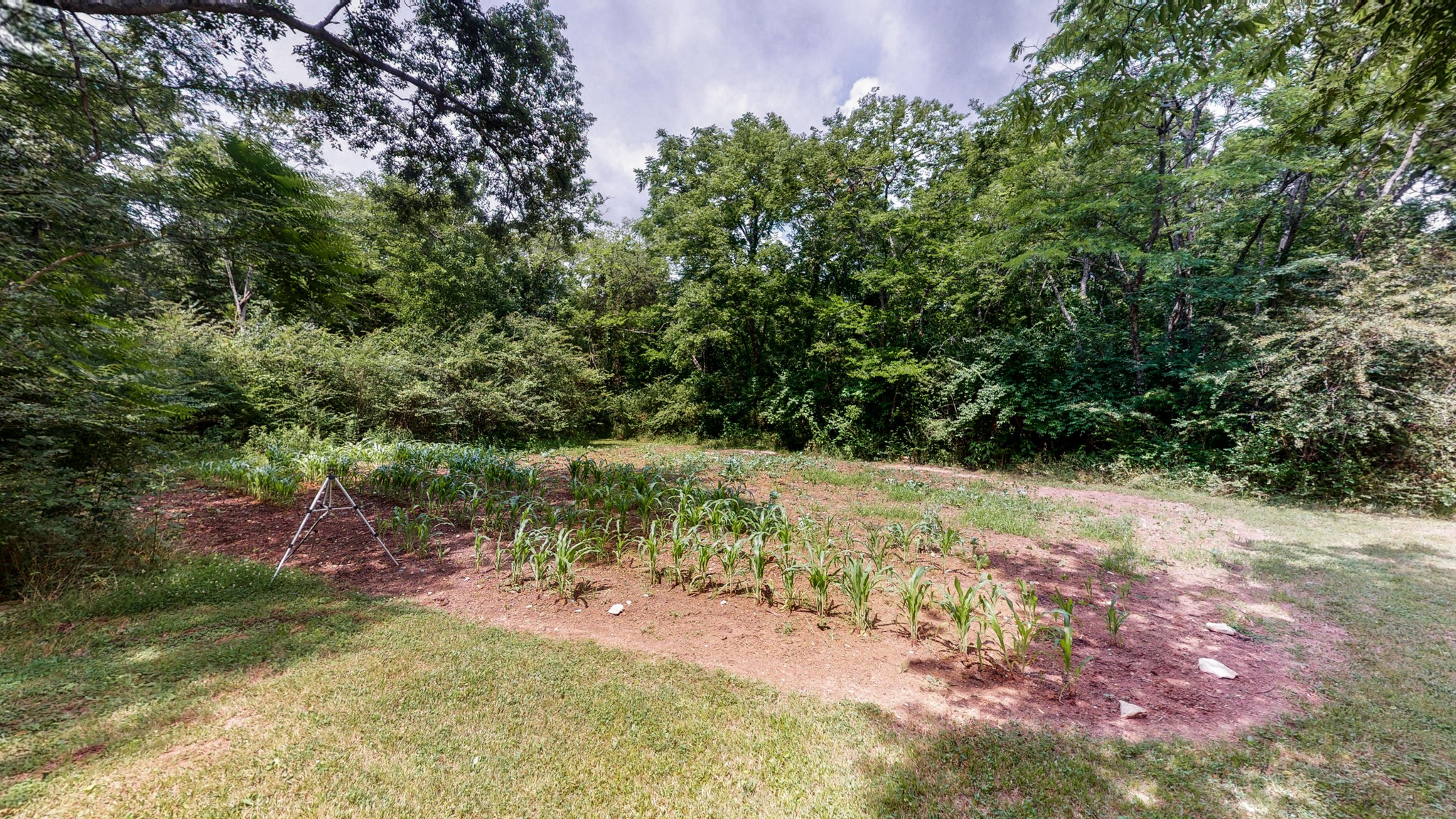 712 Spring Creek Road Lebanon, TN 37087 - Photo 24 of 33 a view of a yard with a tree