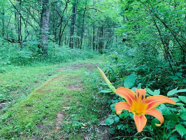 712 Spring Creek Road Lebanon, TN 37087 - Photo 28 of 33 a view of backyard with outdoor seating