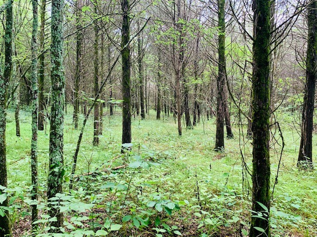712 Spring Creek Road Lebanon, TN 37087 - Photo 29 of 33 a big yard with lots of green space and plants
