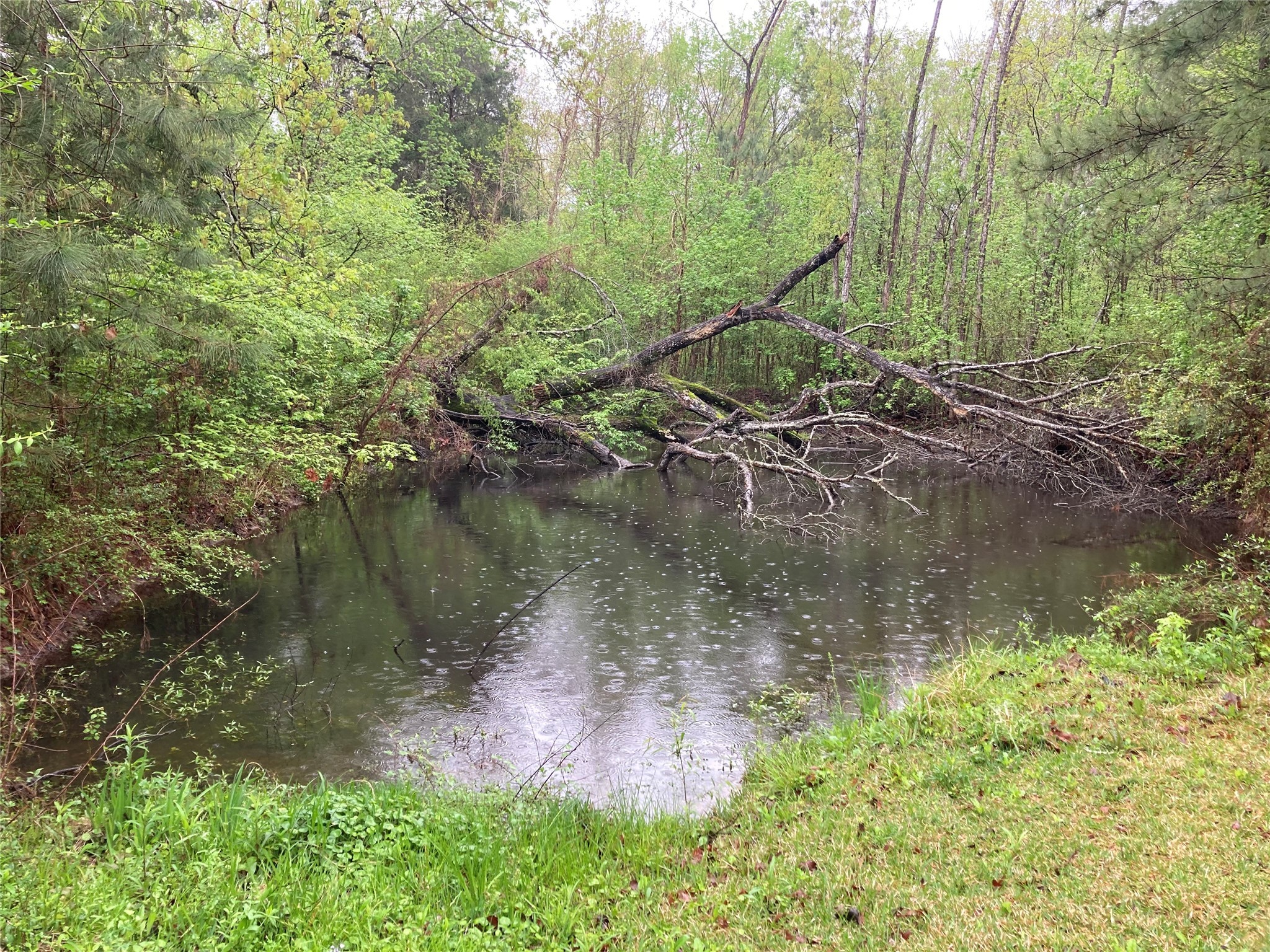 142 Walnut Ridge Livingston, TX 77351 - Photo 14 of 36 Tranquil backyard pond, your personal oasis.
