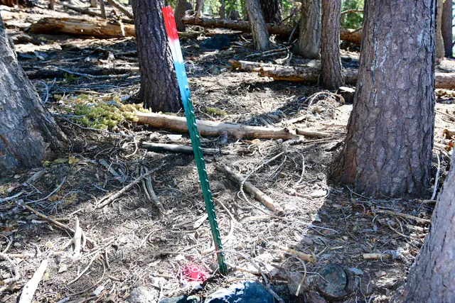 a view of street with trees