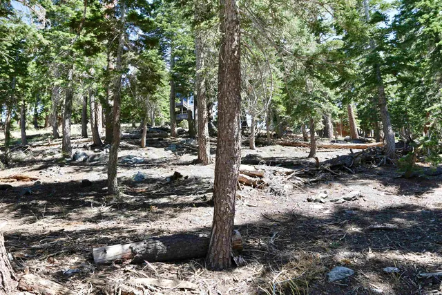 a view of a forest filled with trees