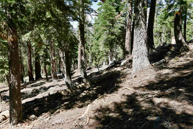 a view of a forest covered with trees