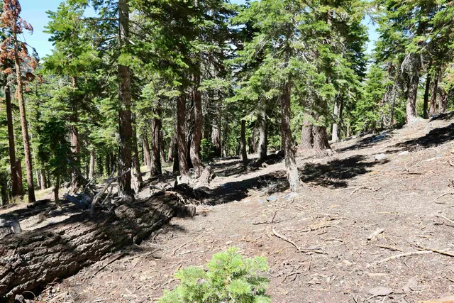 a view of a yard with trees