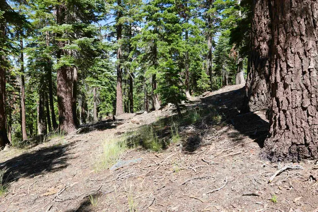 a view of a pathway with a yard