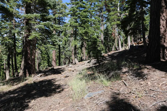 a view of a forest covered with trees