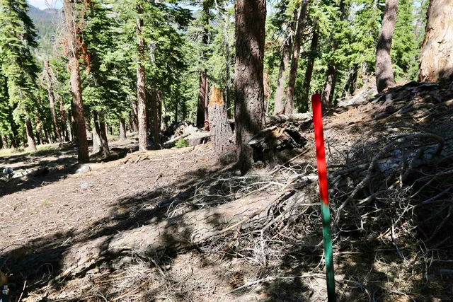 a view of a tree in a yard