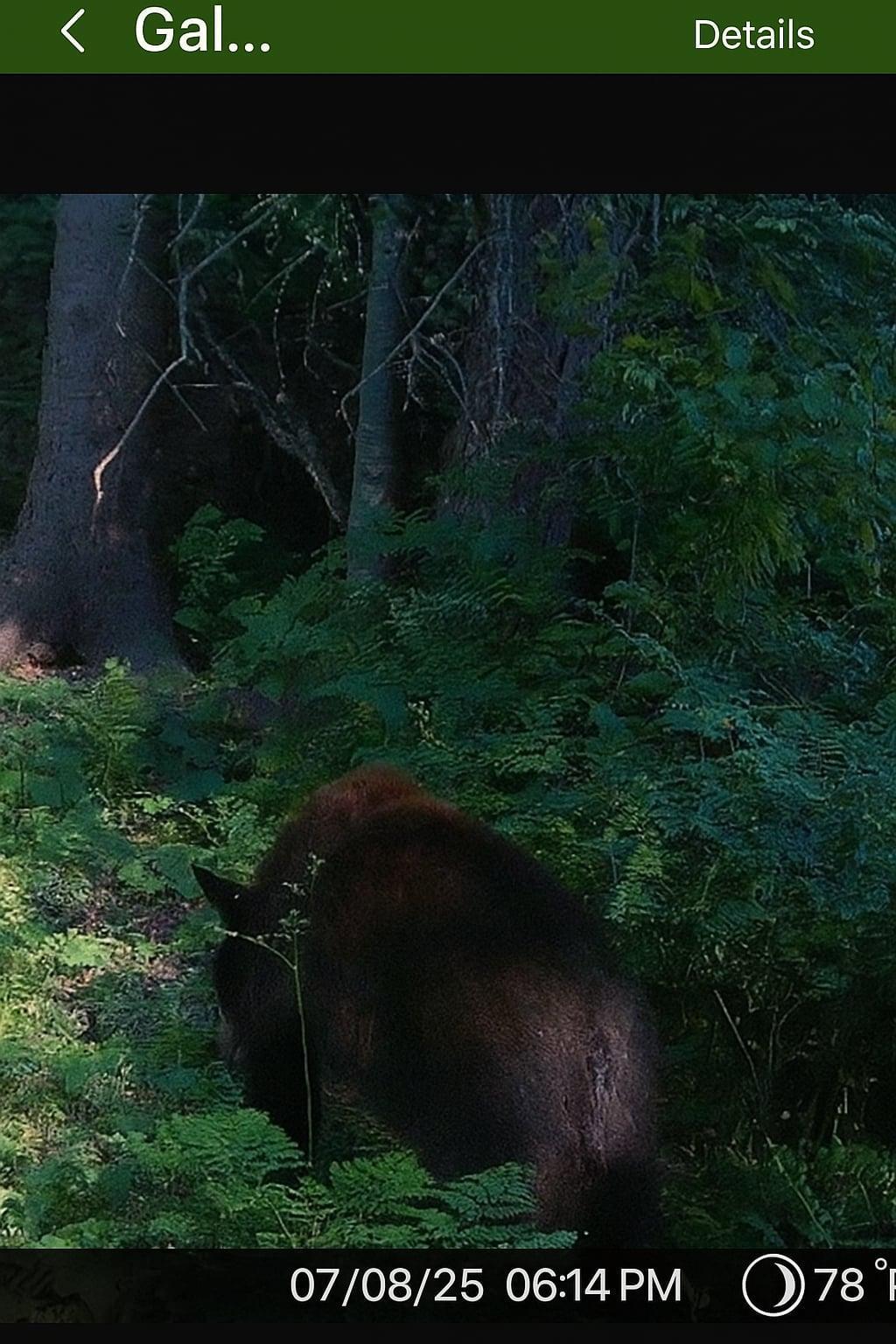 2 Popple Twp Mn 56621 Bagley, MN 56621 - Photo 18 of 93