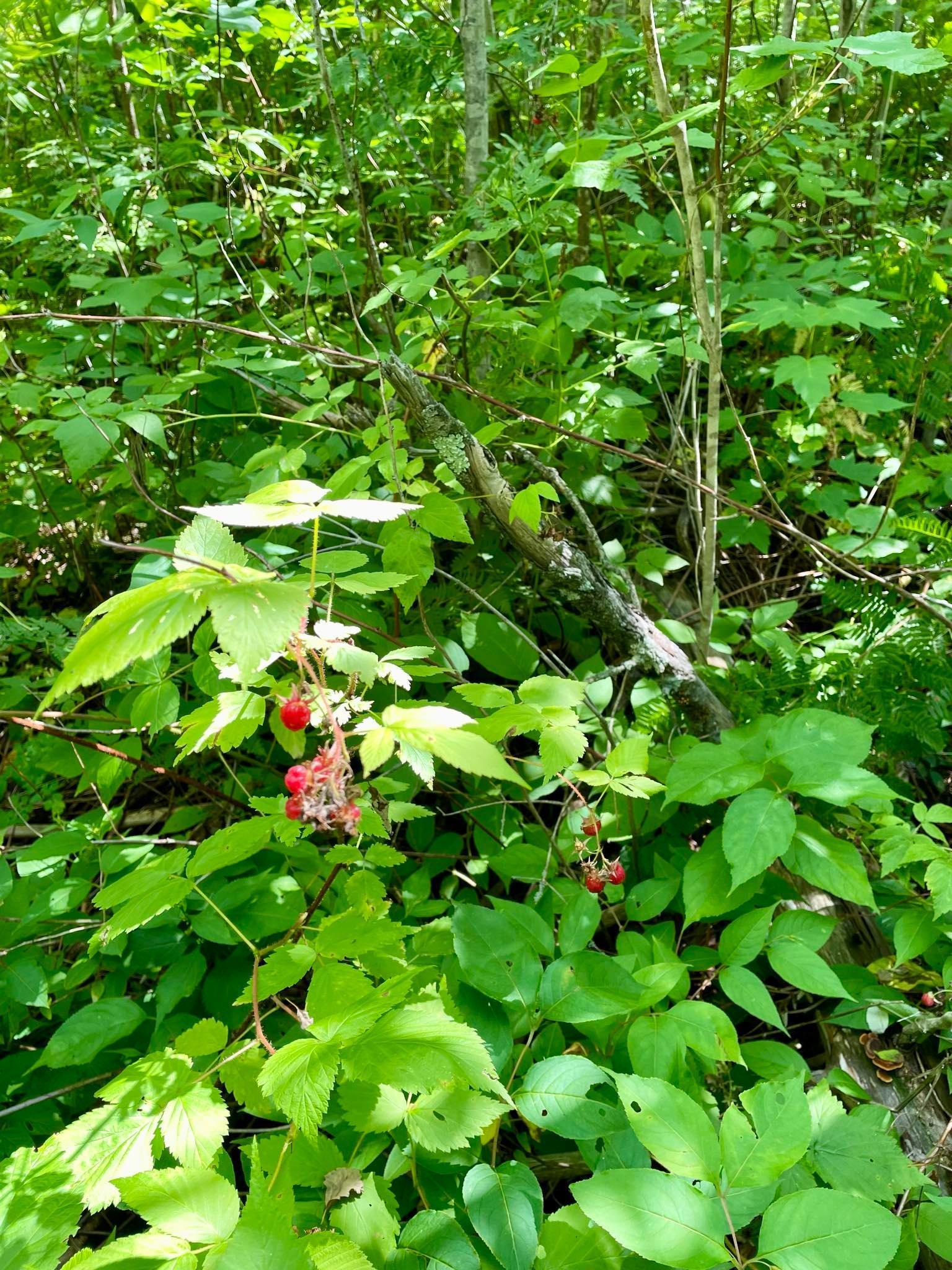 2 Popple Twp Mn 56621 Bagley, MN 56621 - Photo 68 of 93