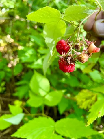 $224,900 | 2 Popple Twp Mn 56621, Bagley, MN 56621