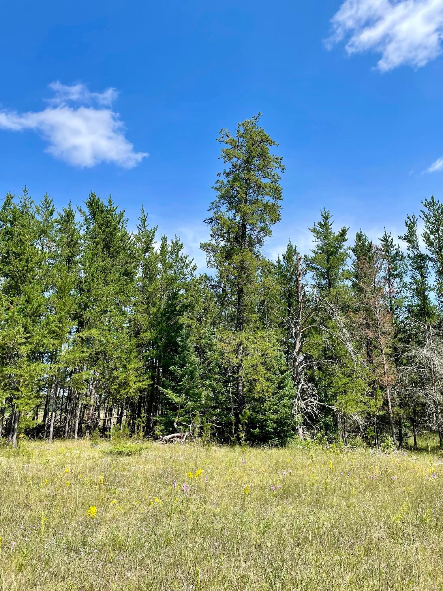 2 Popple Twp Mn 56621 Bagley, MN 56621 - Photo 77 of 93