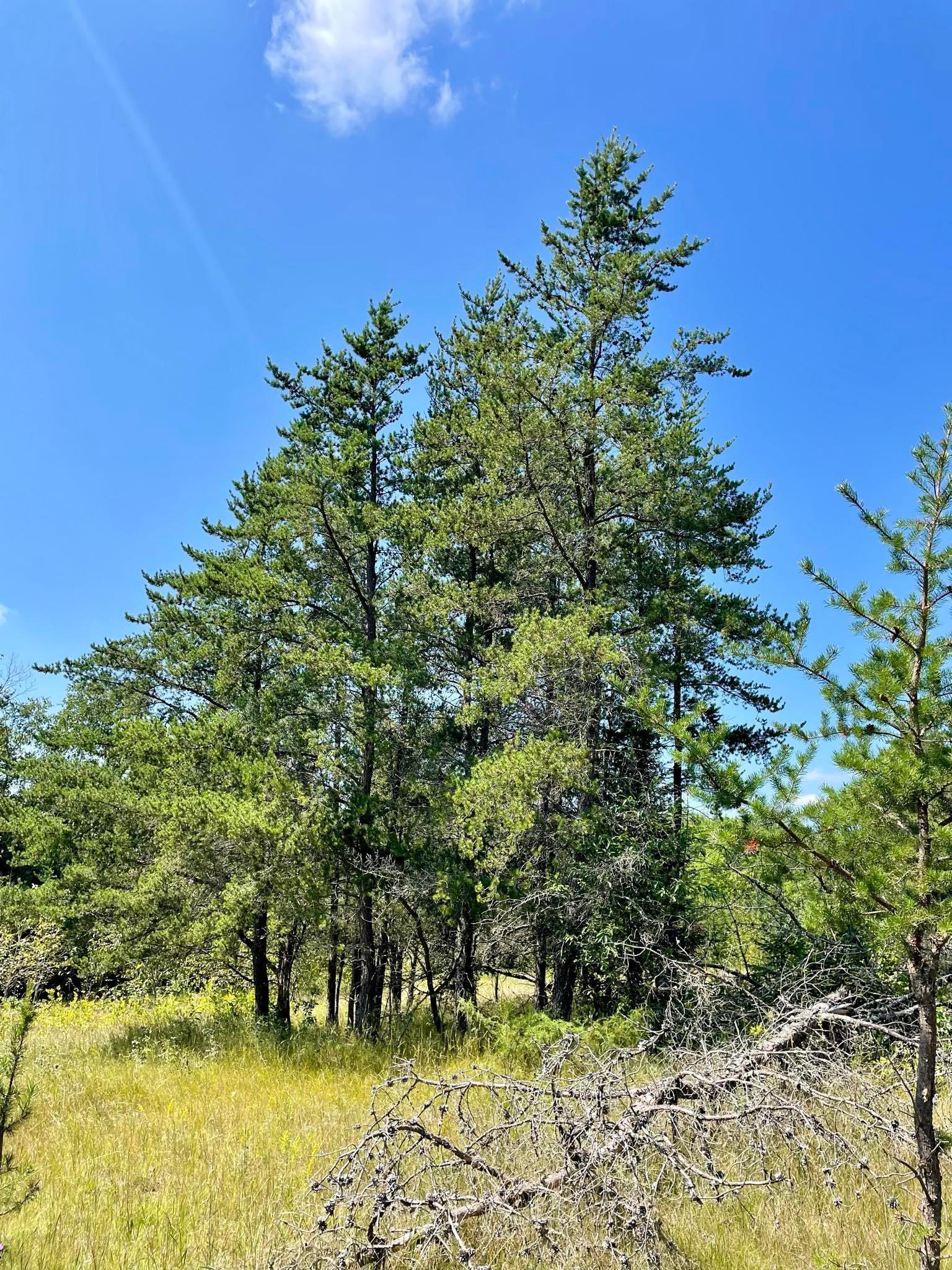 2 Popple Twp Mn 56621 Bagley, MN 56621 - Photo 88 of 93