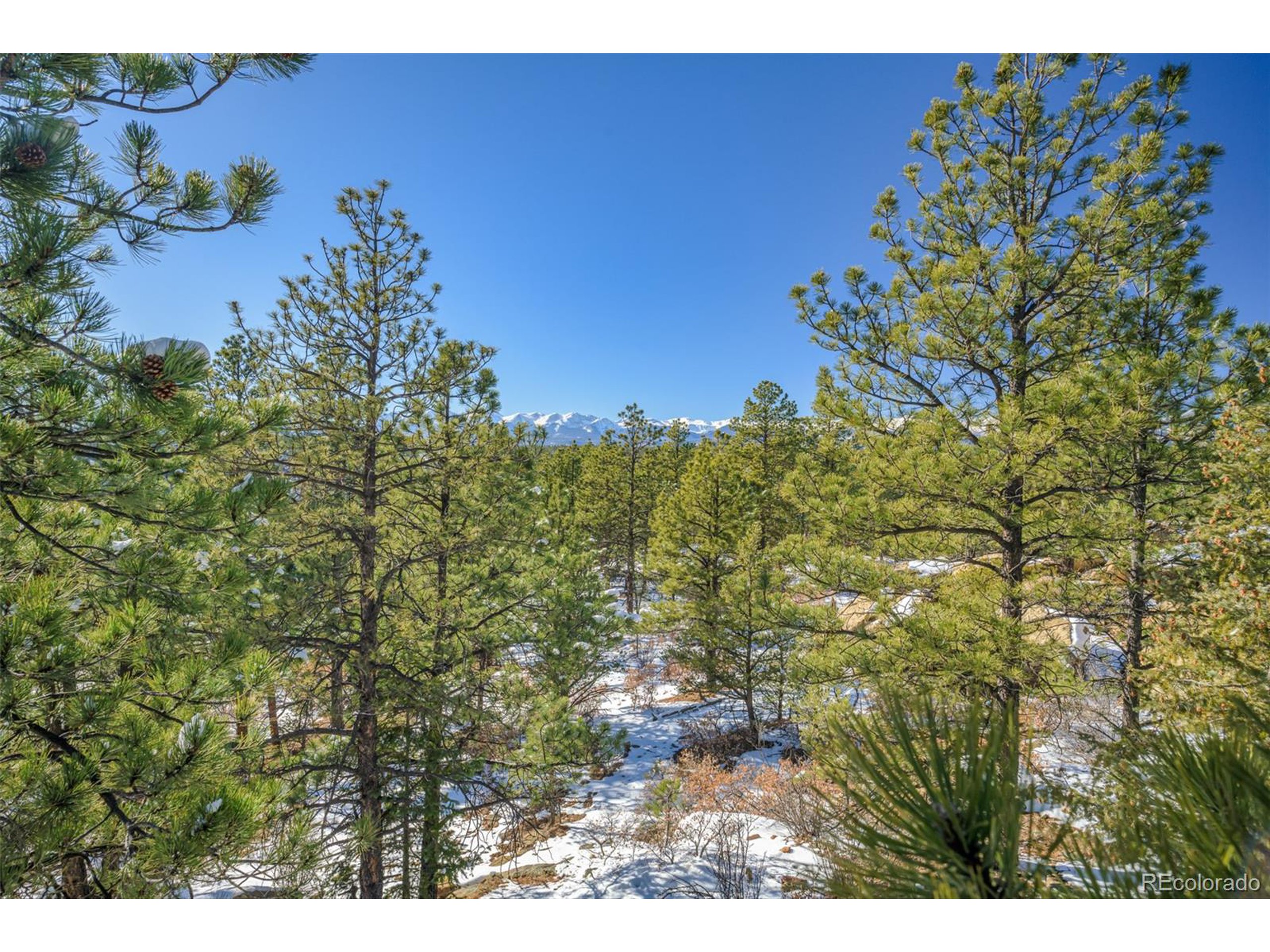Escondido Road Weston, CO 81091 - Photo 11 of 48 a view of a bunch of trees and bushes