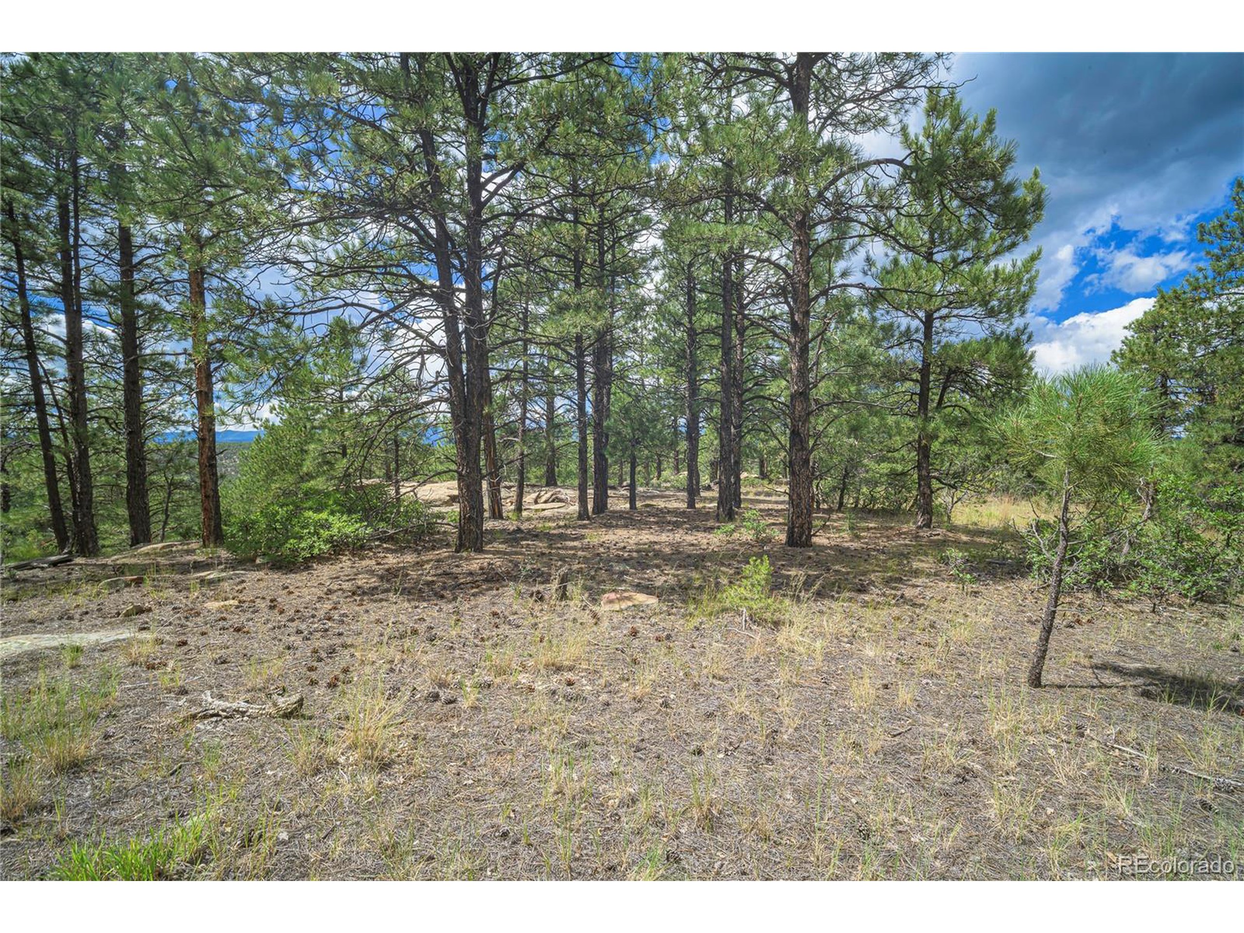 Escondido Road Weston, CO 81091 - Photo 21 of 48 a view of a yard with a tree