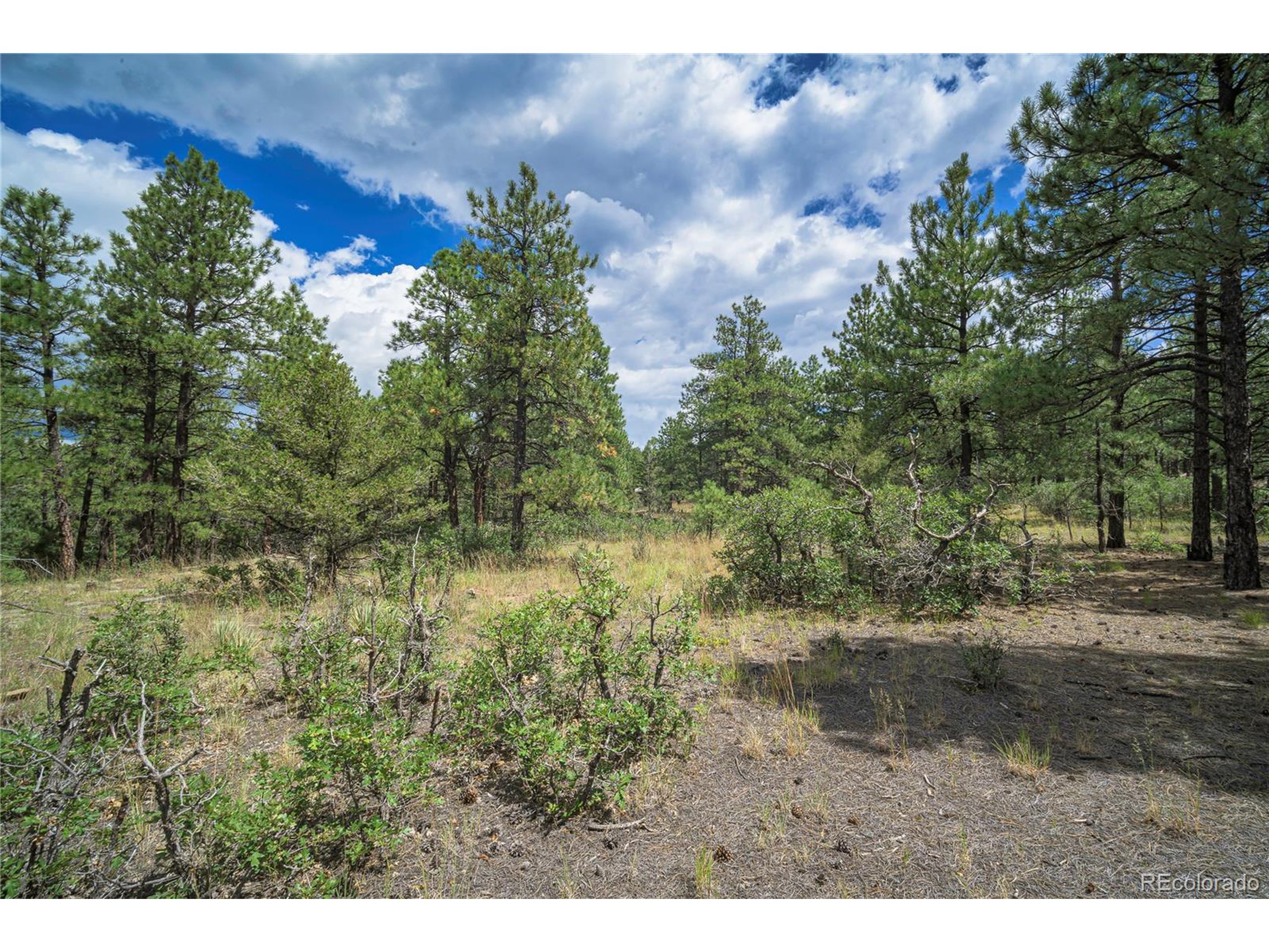Escondido Road Weston, CO 81091 - Photo 36 of 48 a view of a yard with a tree