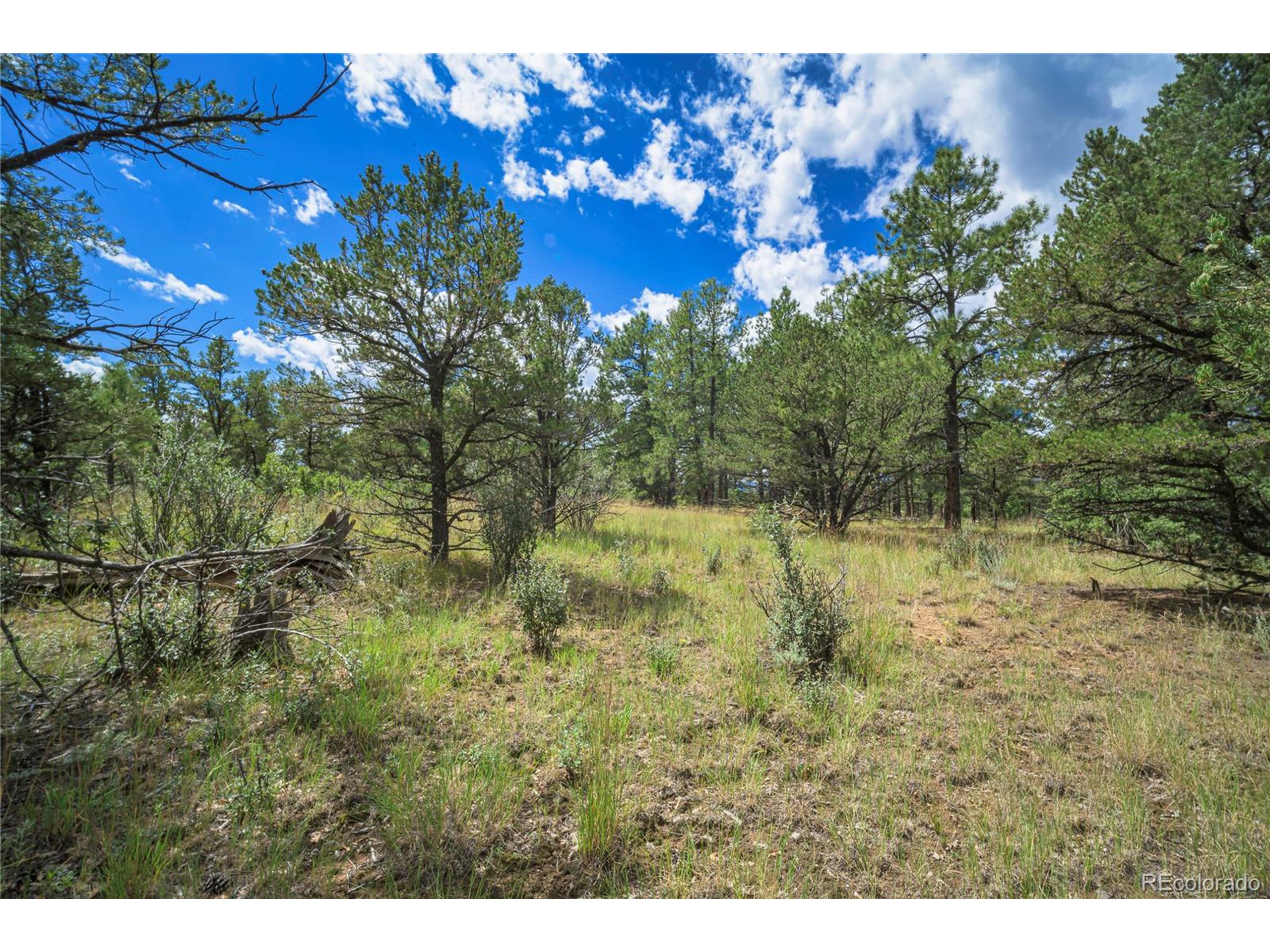 Escondido Road Weston, CO 81091 - Photo 38 of 48 a view of a yard with a tree