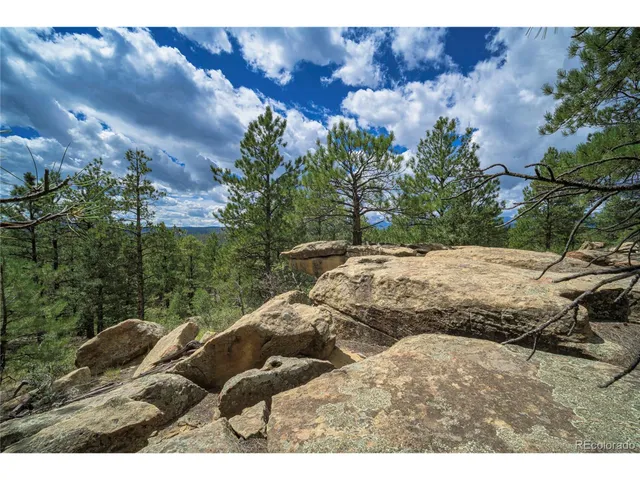 a view of a yard with plants and trees