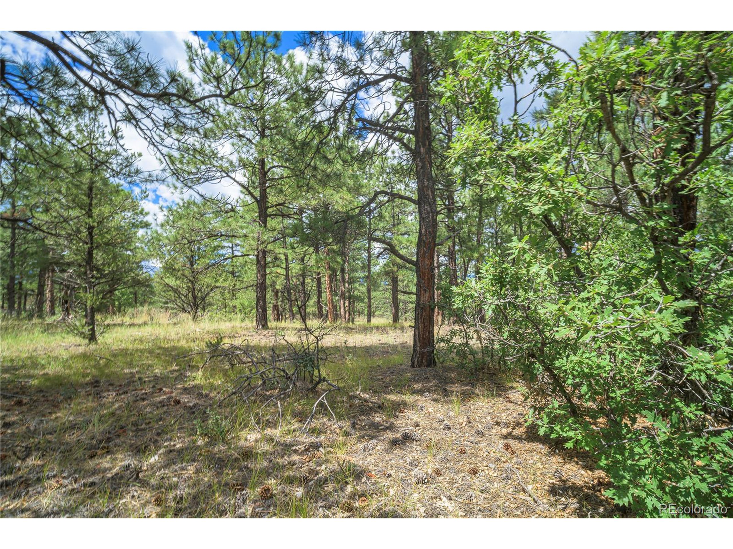 Escondido Road Weston, CO 81091 - Photo 5 of 48 a view of a forest with trees in the background