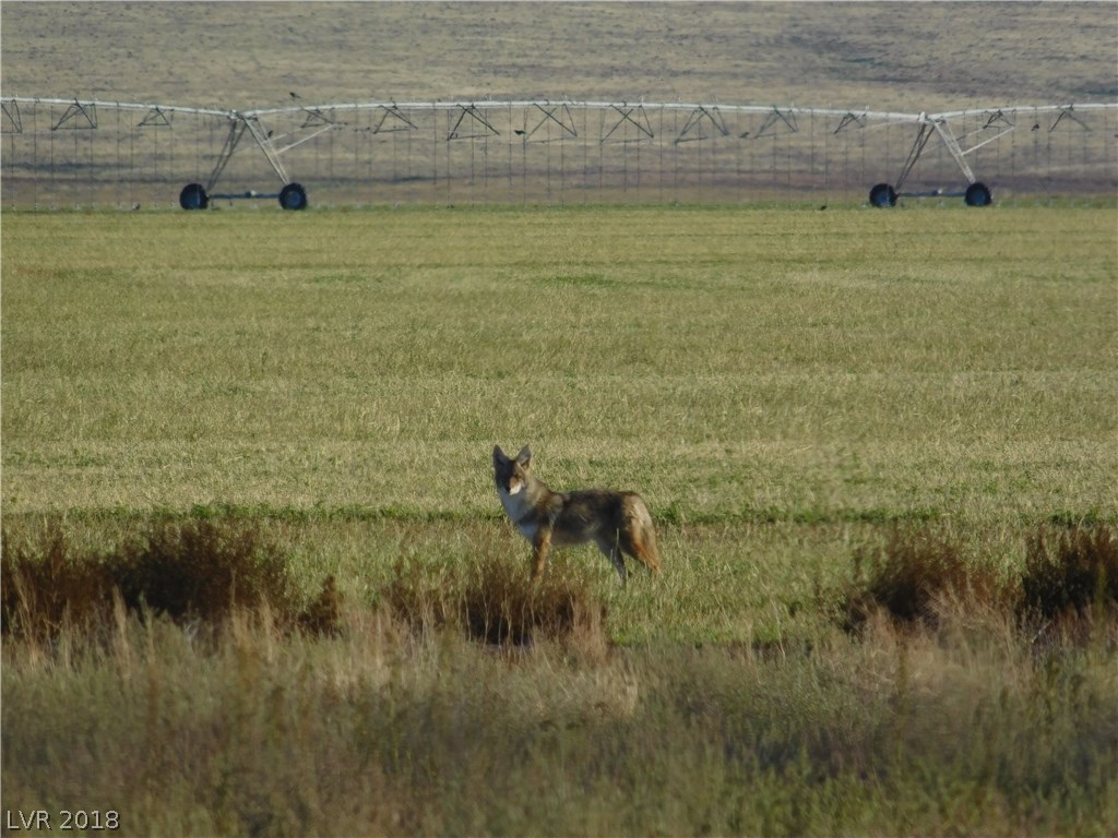 5 Winchester Road Alamo, NV 89001 - Photo 6 of 6 Coyote on neighbor's irrigated field.