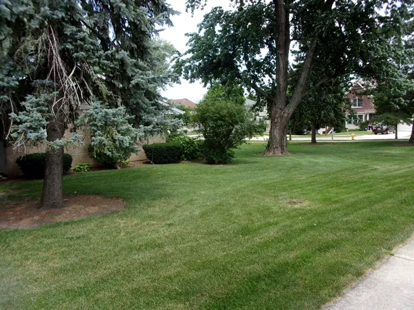 a view of a trees with a yard