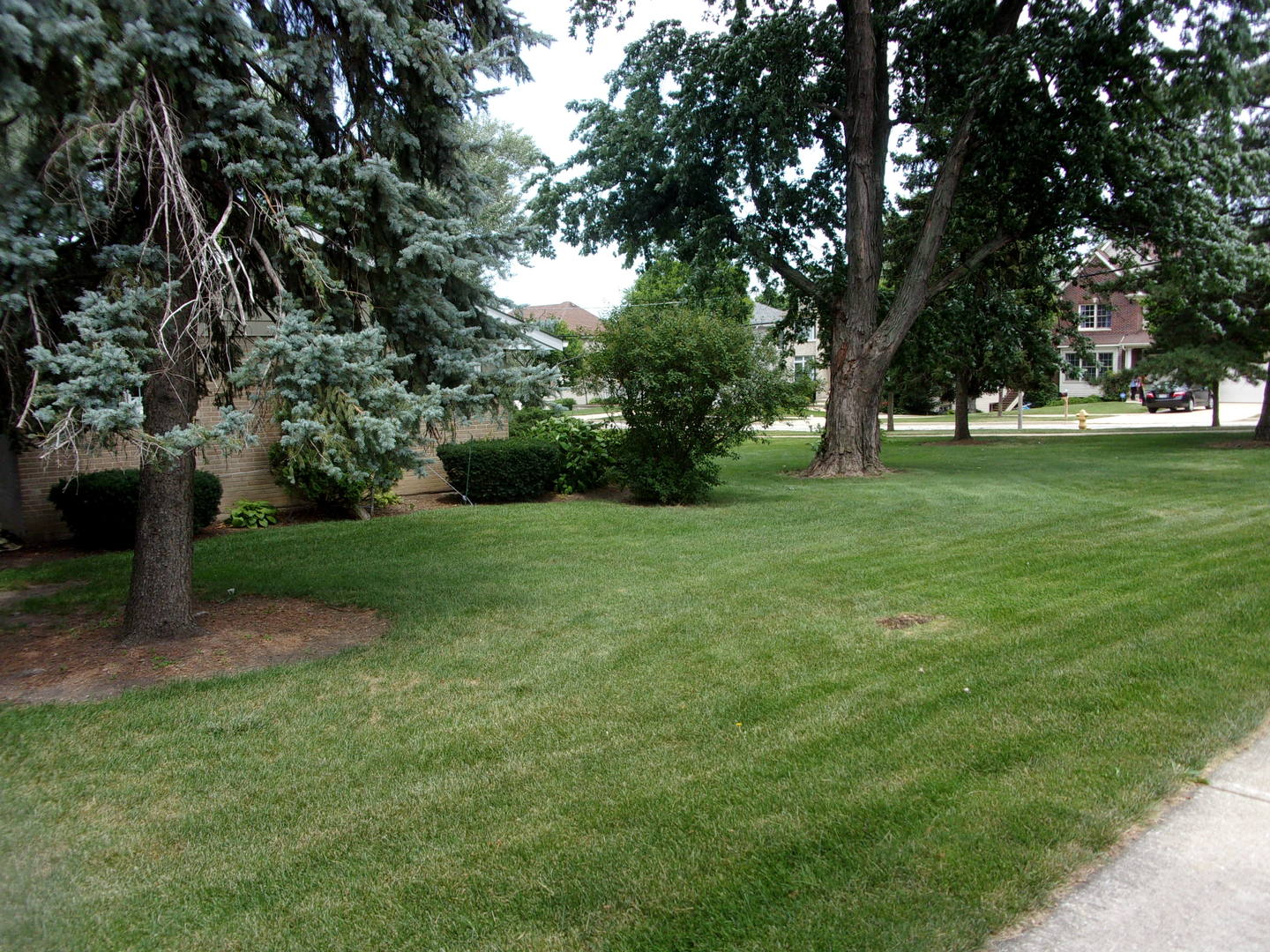 232 Eastgate Road Lombard, IL 60148 - Photo 8 of 17 a view of a trees with a yard
