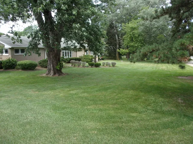 a view of a trees in a yard