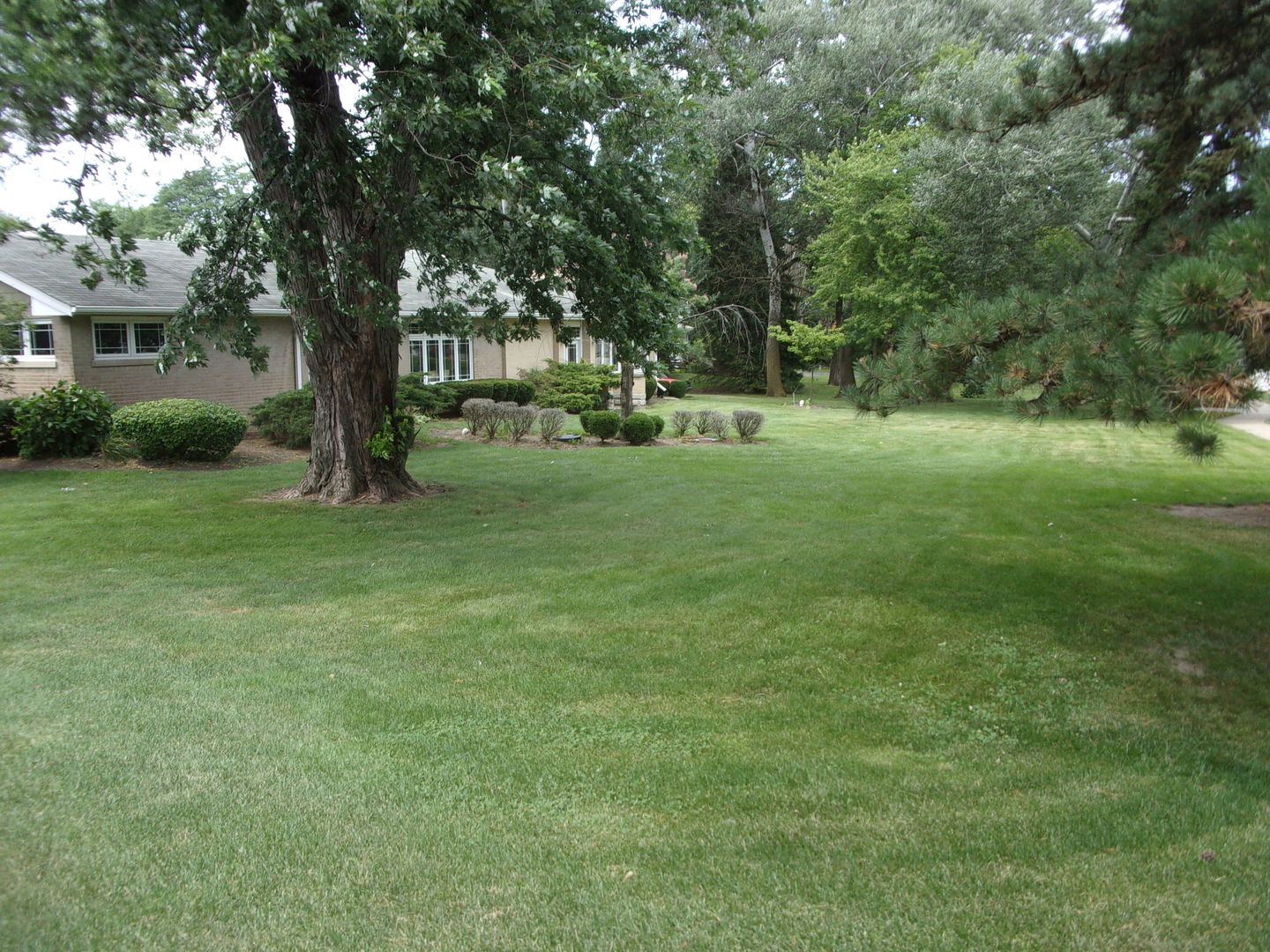 232 Eastgate Road Lombard, IL 60148 - Photo 9 of 17 a view of a trees in a yard