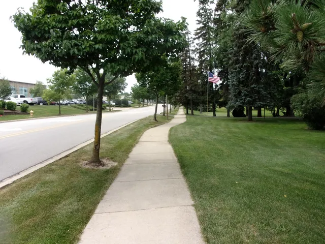 a park with large trees