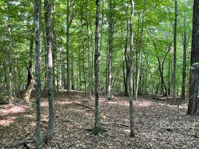 0 Pumkin Patch Road Rutherfordton, NC 28139 - Photo 3 of 9 a view of a forest with trees in the background
