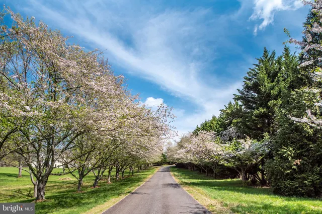 a view of a pathway both side of grassy field with shrub