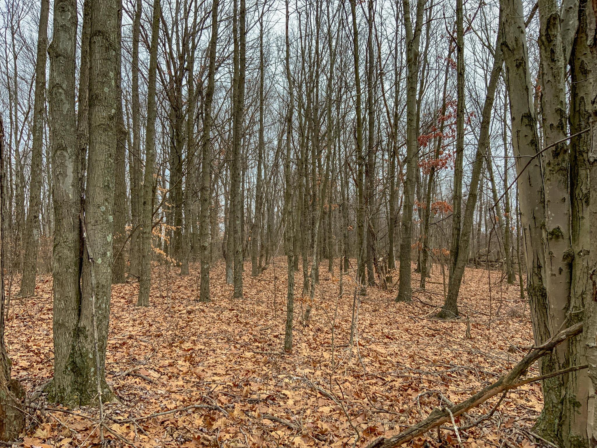 0 Cream Ridge Road Lisbon, OH 44432 - Photo 21 of 49 IMG_4805