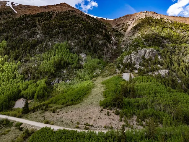 a view of a large tree
