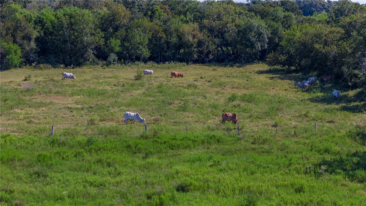 0 Black Bayou Road Bloomington, TX 77951 - Photo 14 of 39 a backyard view with swimming pool and trees