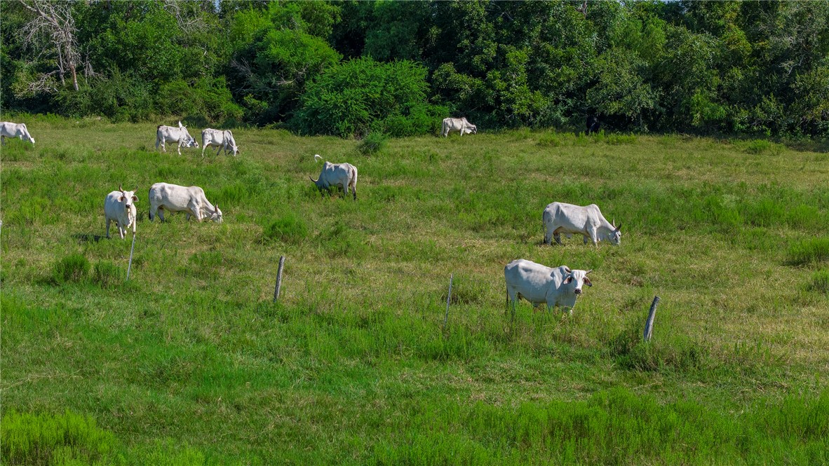 0 Black Bayou Road Bloomington, TX 77951 - Photo 2 of 39 a green field with lots of bushes