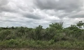a view of a lot of trees