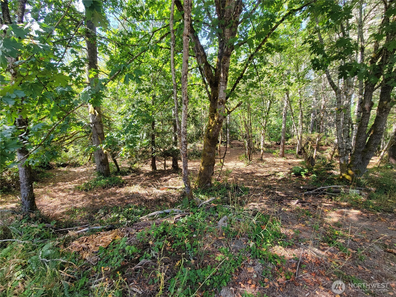 900 East Wilson Way Grapeview, WA 98546 - Photo 11 of 24 a view of outdoor space and trees