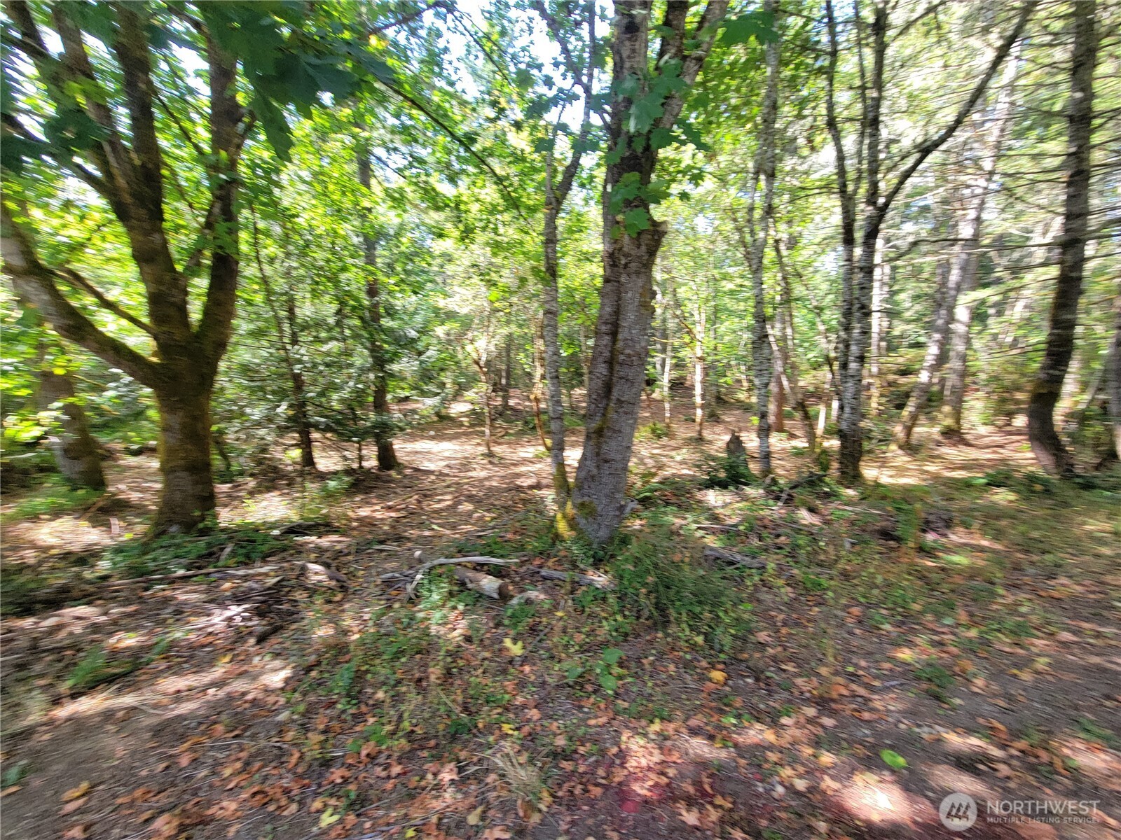 900 East Wilson Way Grapeview, WA 98546 - Photo 14 of 24 a view of outdoor space with trees