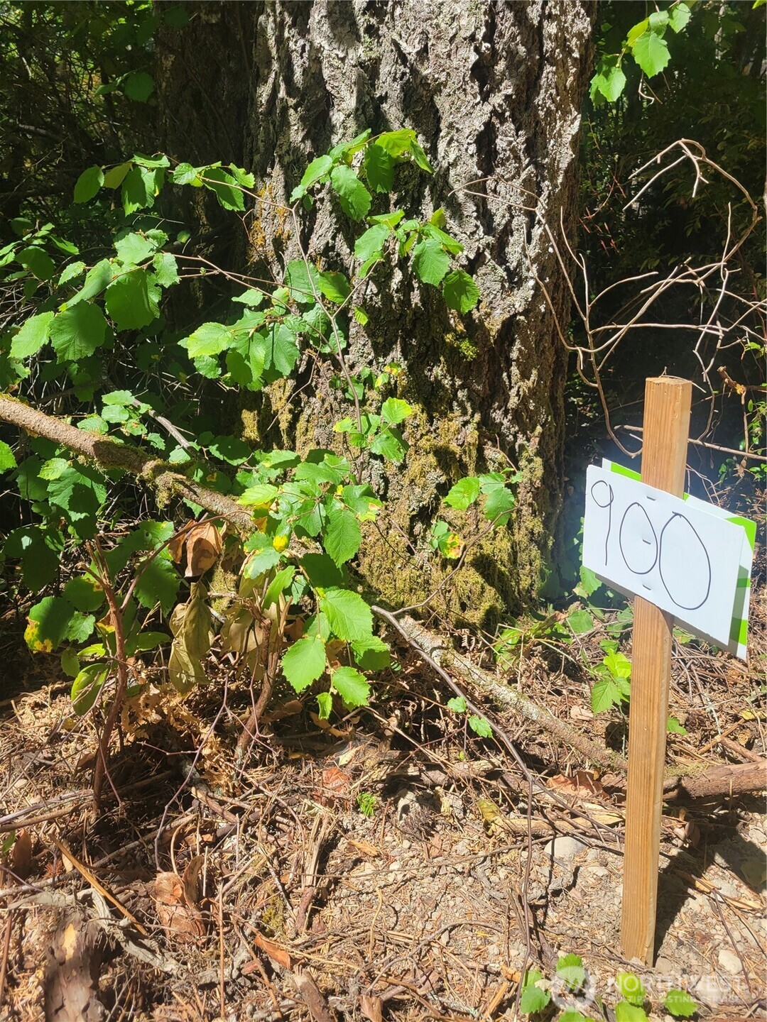 900 East Wilson Way Grapeview, WA 98546 - Photo 15 of 24 a street sign that is on a tree