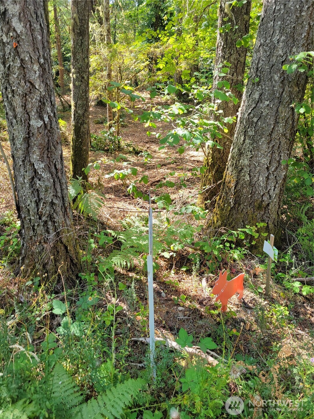 900 East Wilson Way Grapeview, WA 98546 - Photo 16 of 24 a backyard of a building with lots of trees