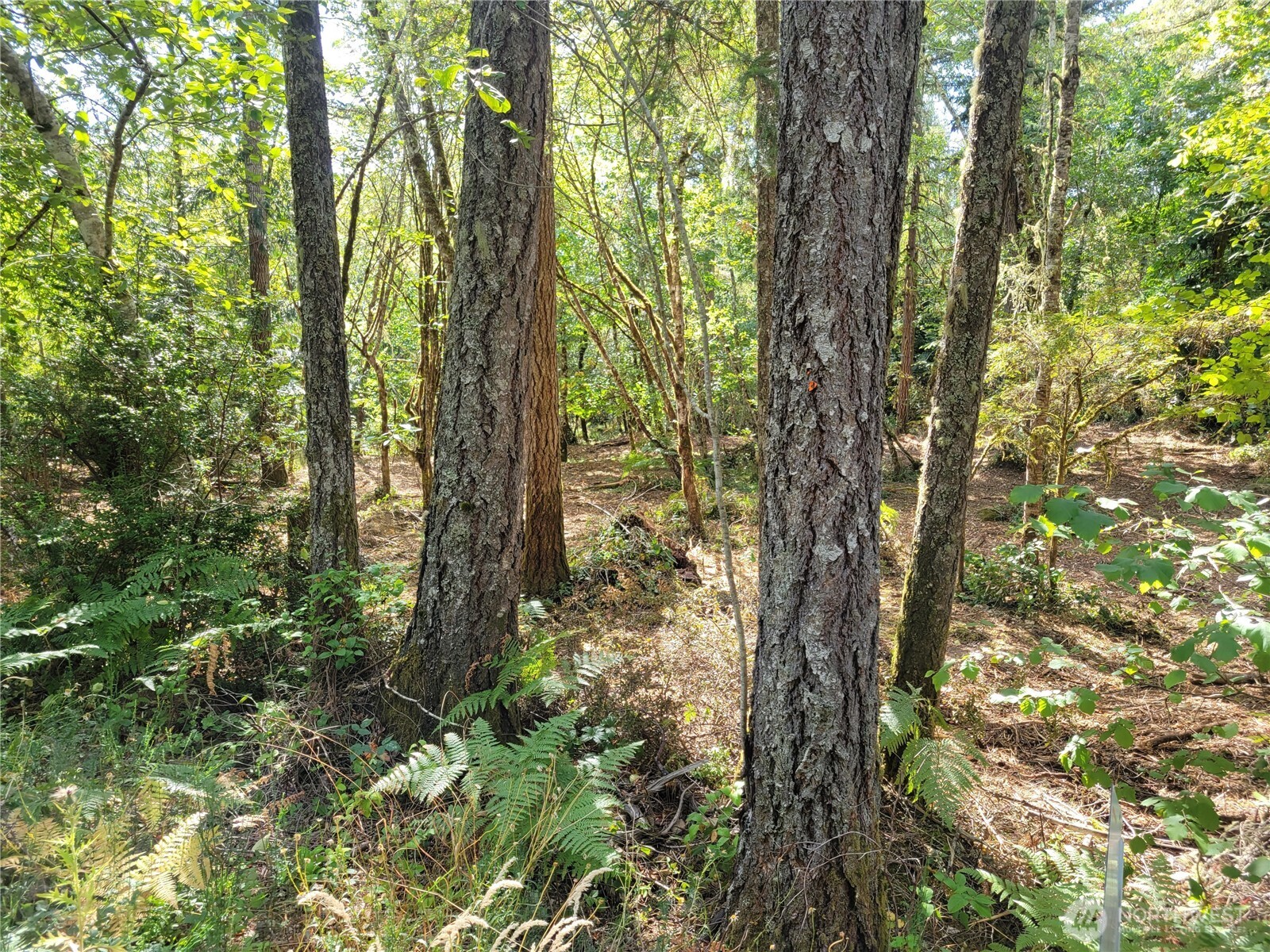 900 East Wilson Way Grapeview, WA 98546 - Photo 17 of 24 a view of forest