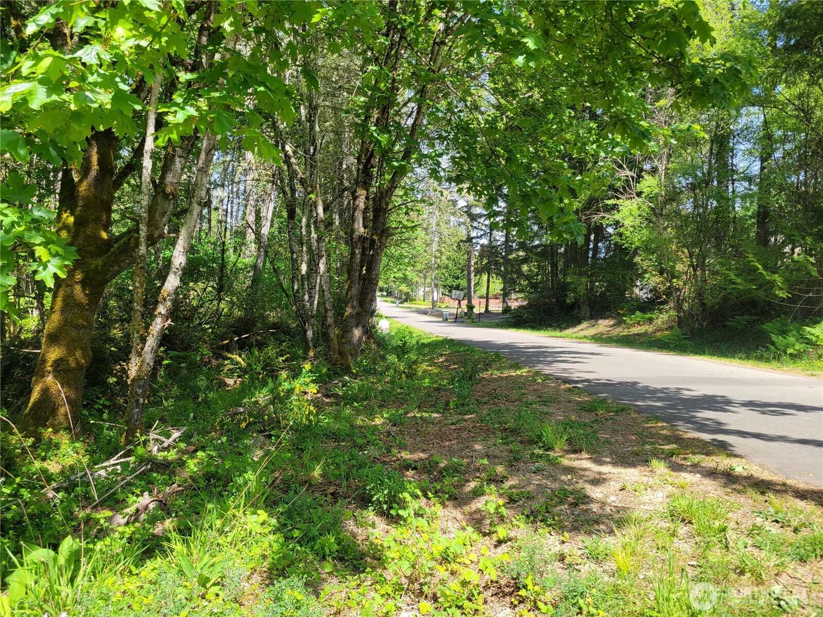 900 East Wilson Way Grapeview, WA 98546 - Photo 18 of 24 a view of a yard with plants and large trees